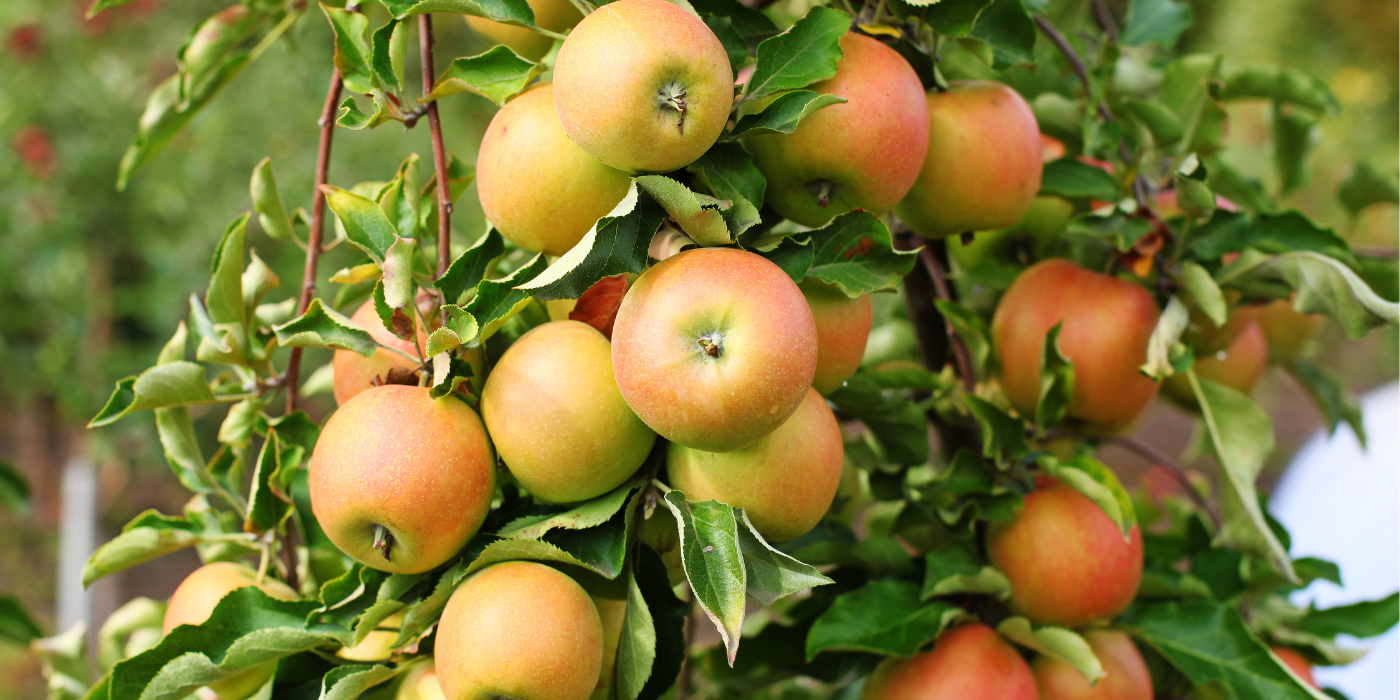 5 Unique Time Capsule Garden Ideas to Grow for Future Generations