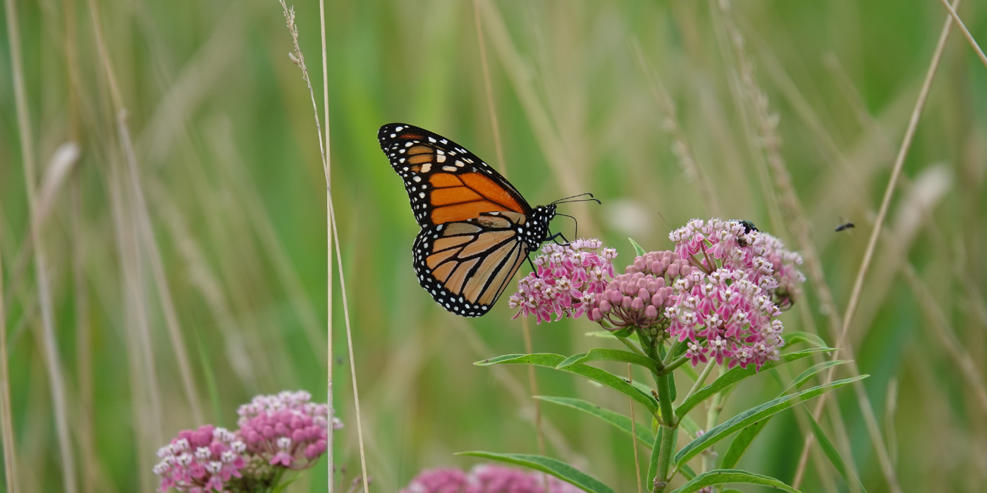 How to Choose and Grow the Milkweed Plant - UntitleD Design 4 5