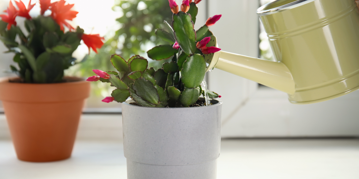 How Often To Water Christmas Cactus Plants Seasonal Tips