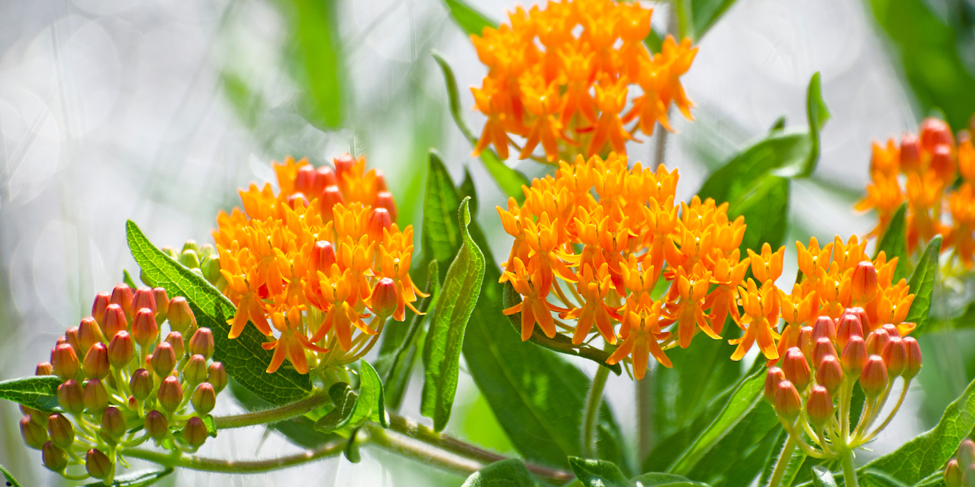 How to Choose and Grow the Milkweed Plant - UntitleD Design 5 5