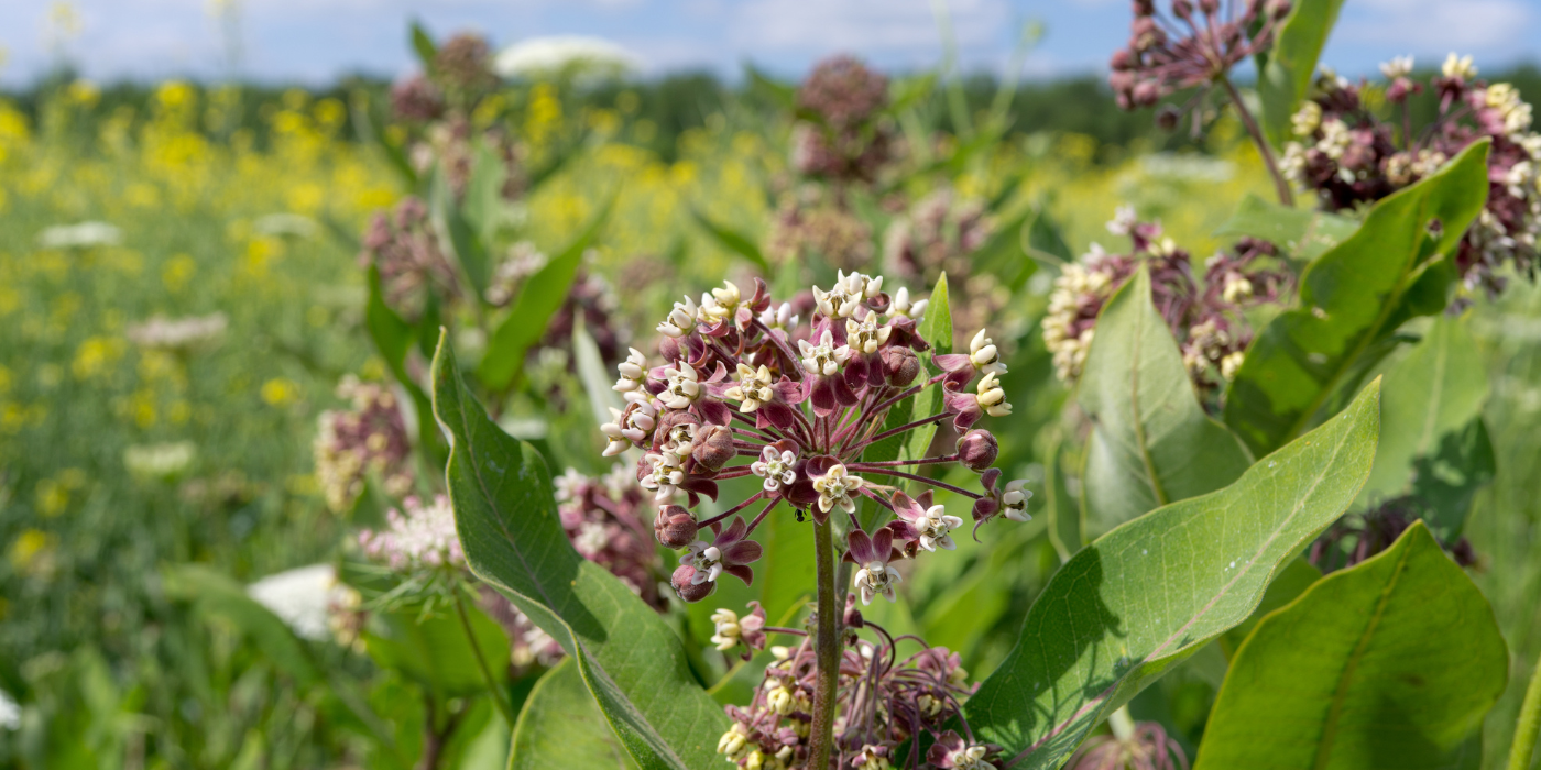 How to Choose and Grow the Milkweed Plant - UntitleD Design 6 5