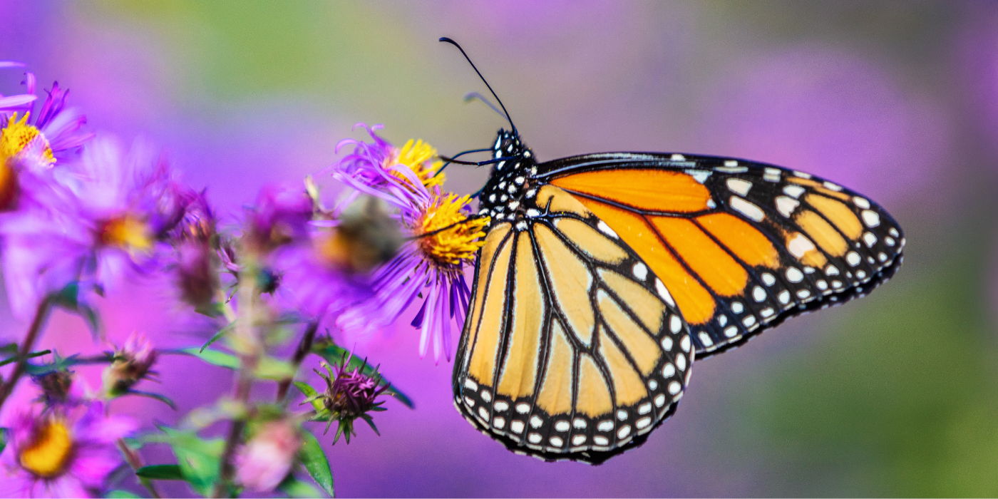 How to Choose and Grow the Milkweed Plant - UntitleD Design 7 5