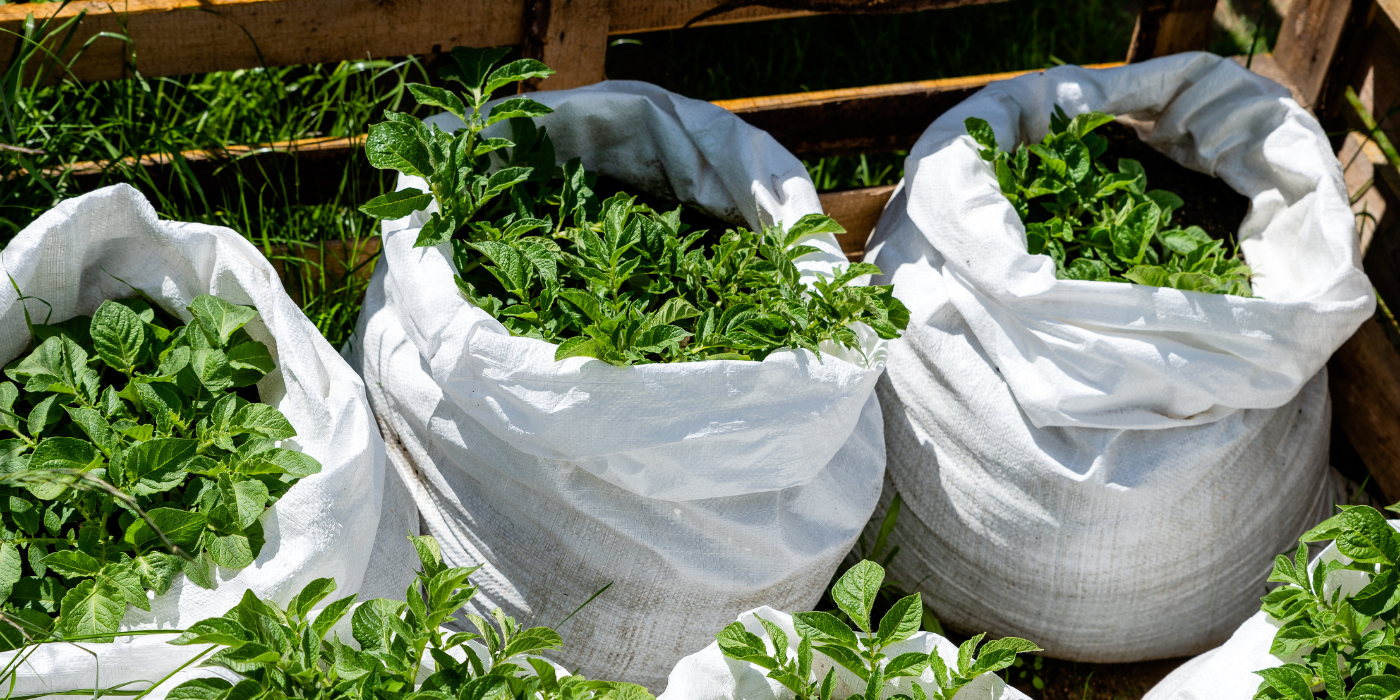 Learn How To Plant Potatoes in Grow Bags - UntitleD Design 8 5