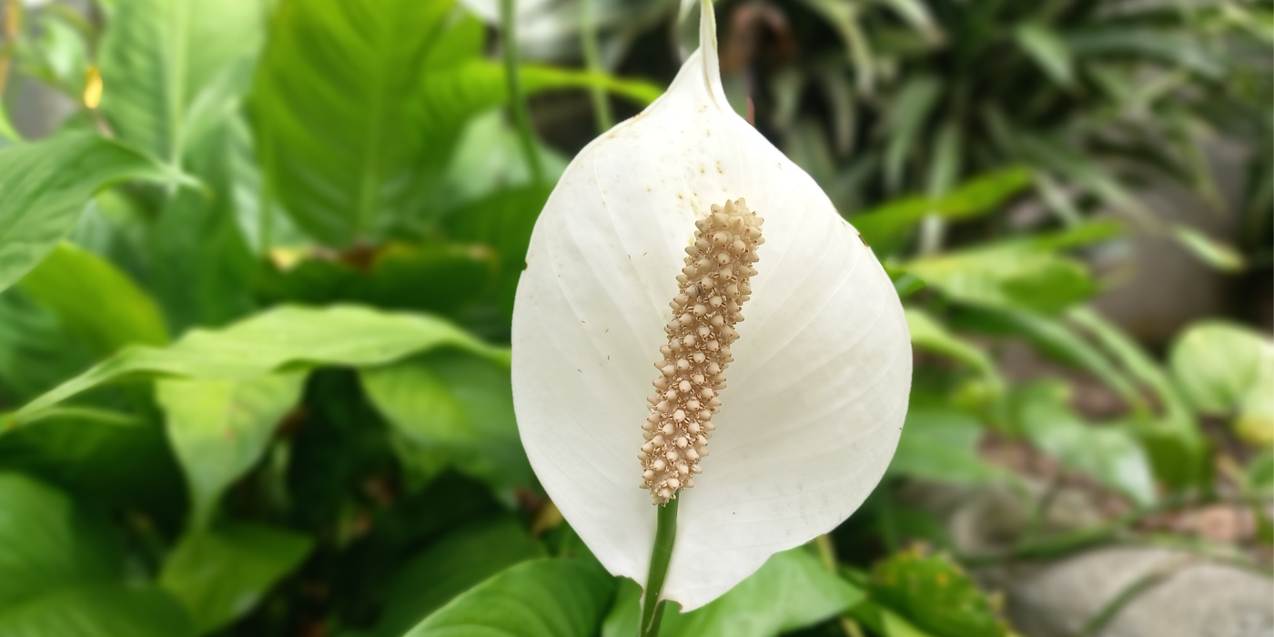 Close up of a peace lily flower