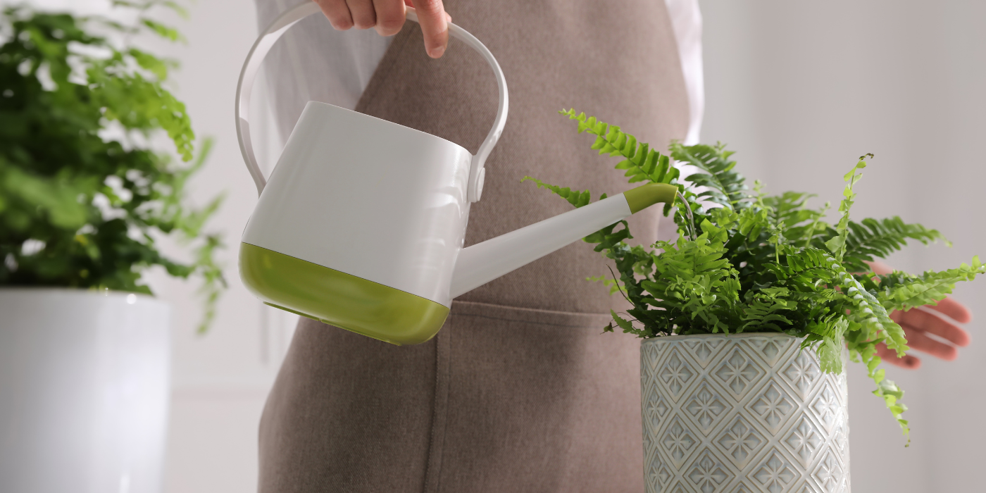 Boston Fern Propagation Using 3 Methods