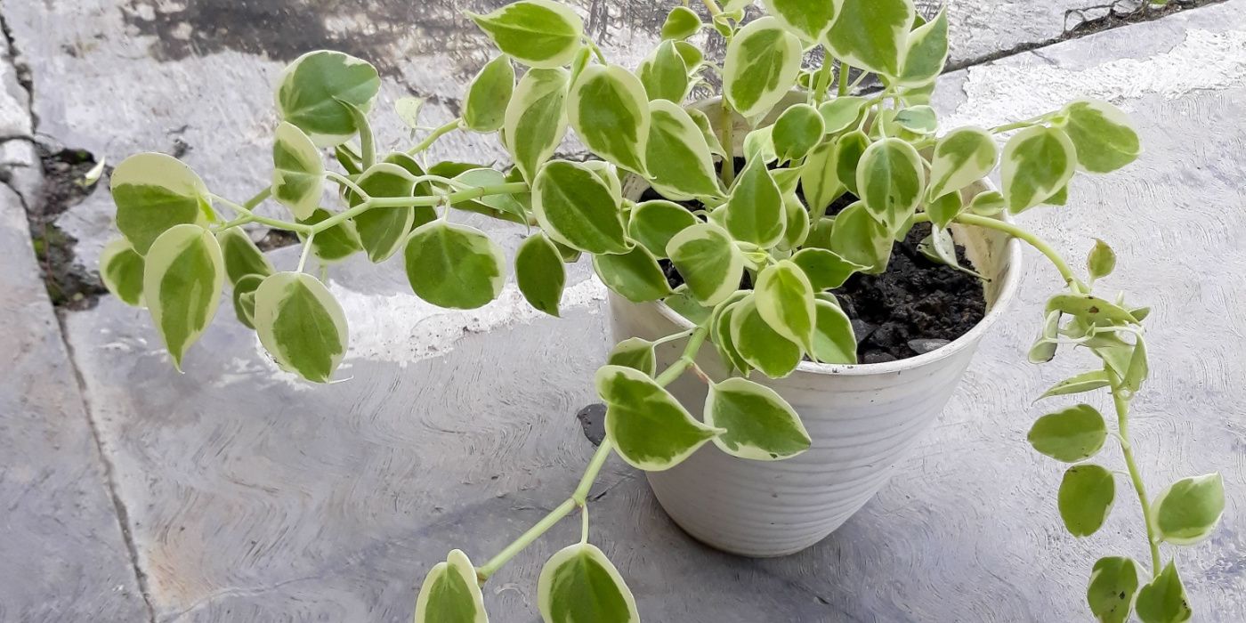 The Best Peperomia Plants to Grow in Your Home - Vining Peperomia