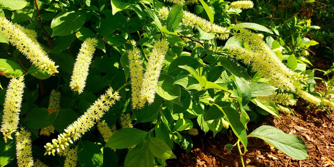 Fragrant Evergreen Shrubs To Make Your Landscape Smell Amazing