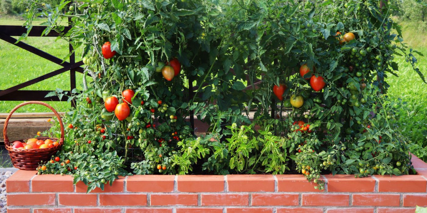 A Complete Guide to Fence Gardens