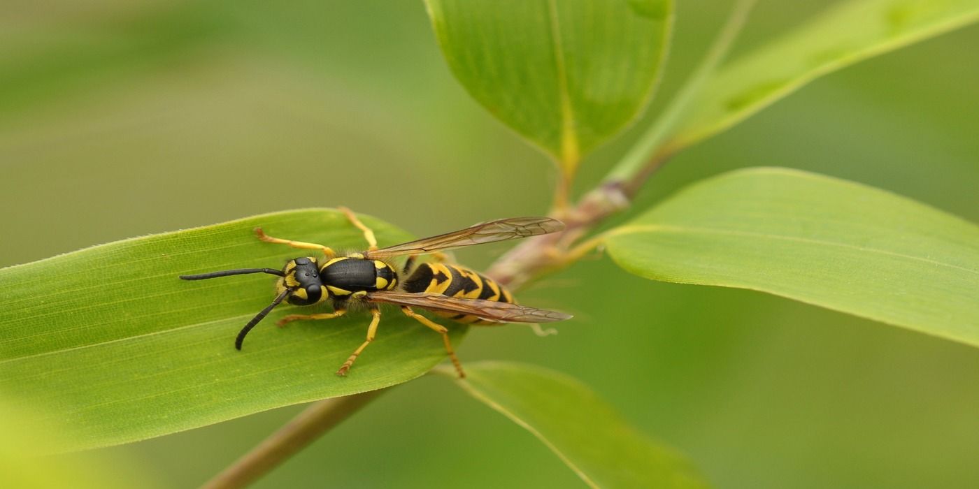 Get Rid of a Wasp Nest in Four Steps