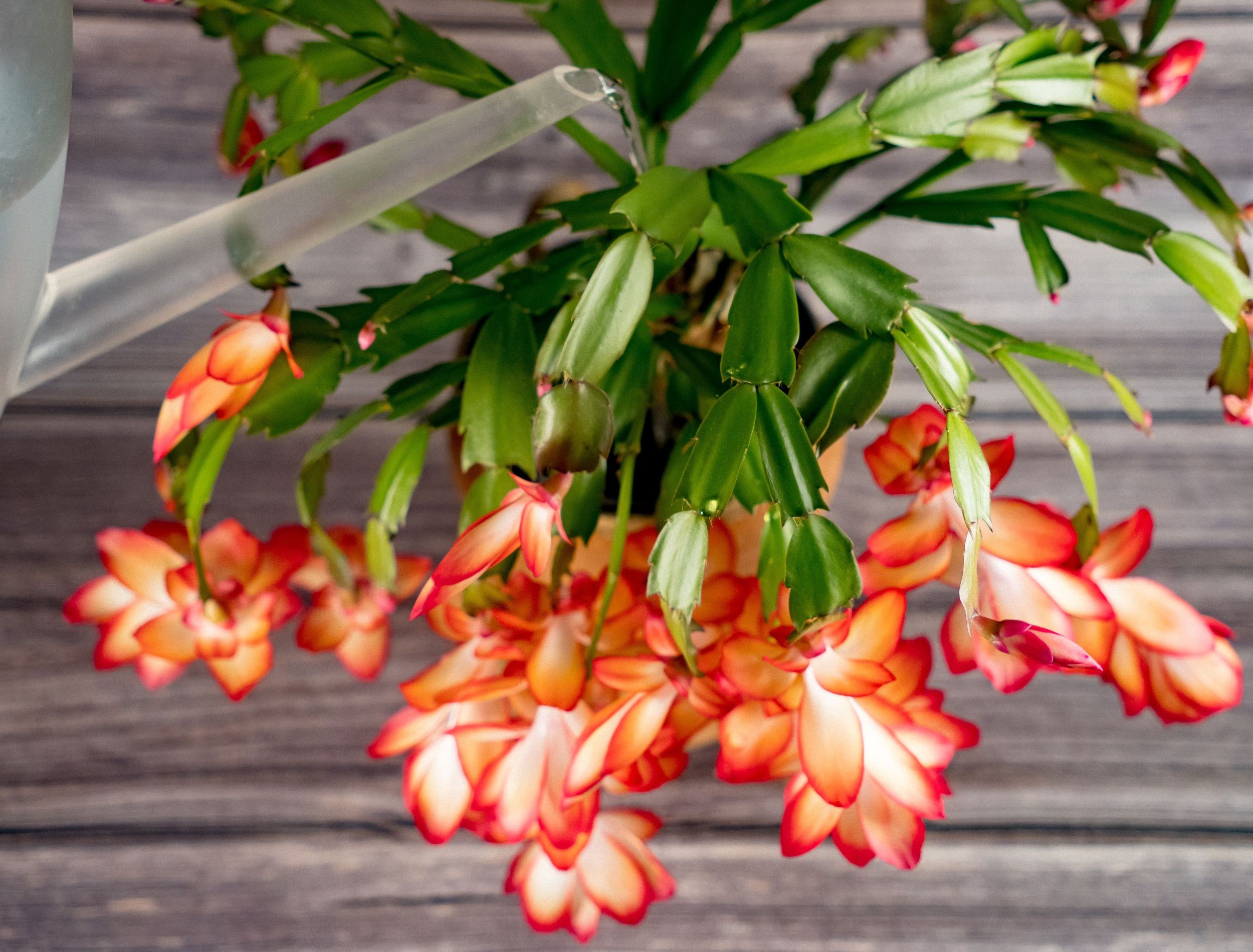 How to Fertilize Christmas Cactus Properly