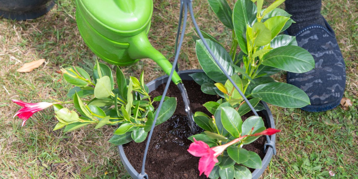 6 Great Care Tips for Indoor Mandevilla Care