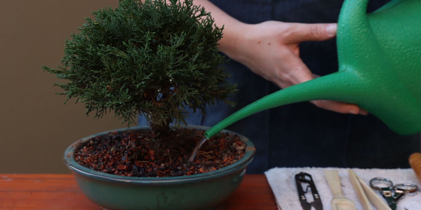 watering small juniper tree