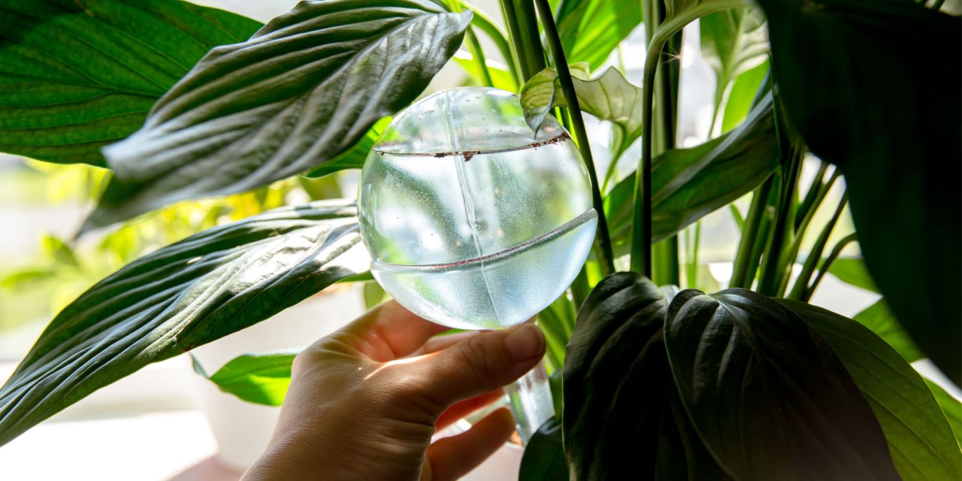 Watering a peace lily with a water globe