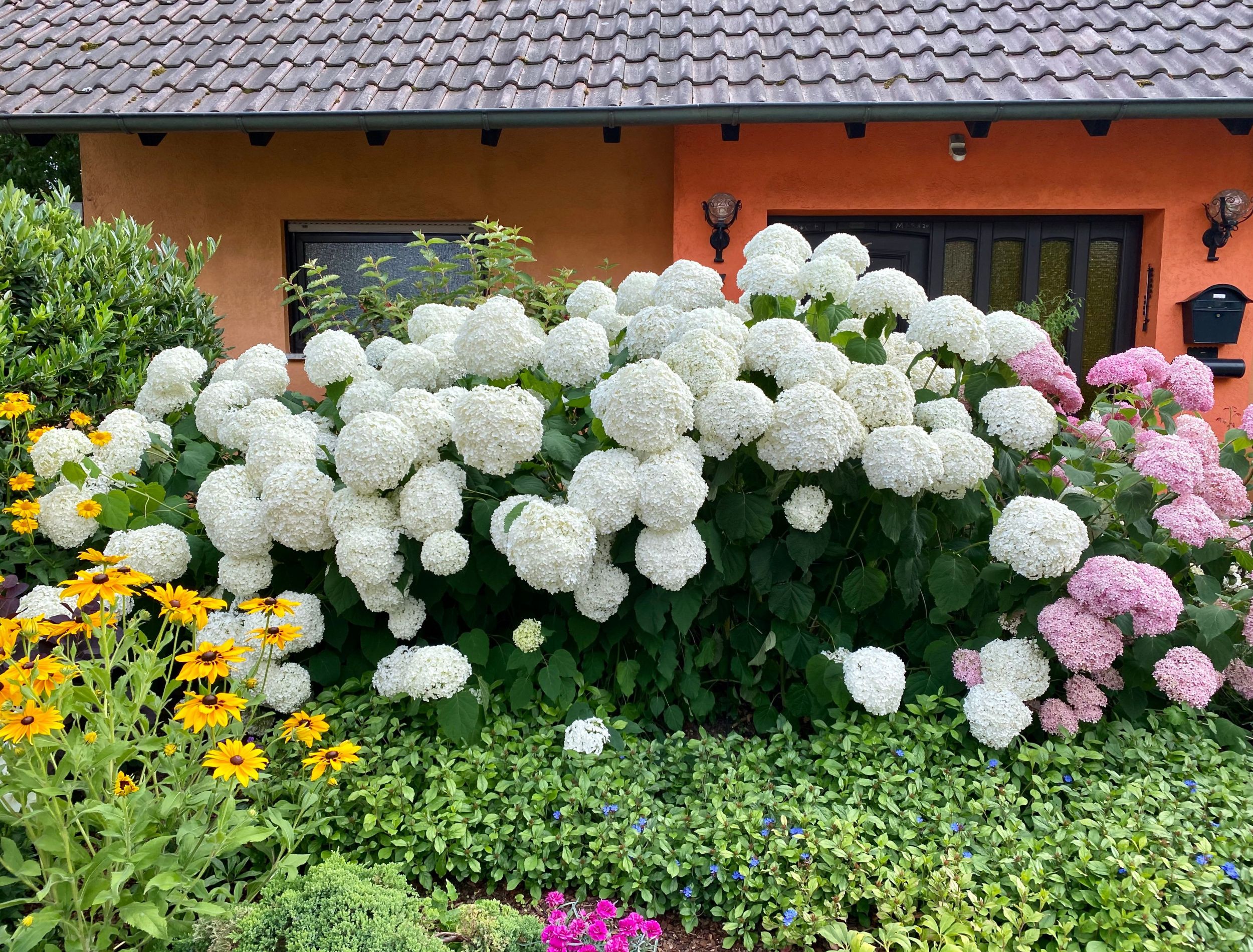 Stunning White Hydrangea Flowering Bushes For Your Garden