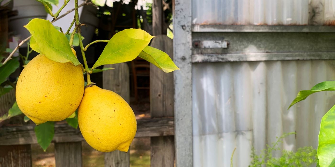 Why Your Lemon Tree Leaves Are Turning Yellow