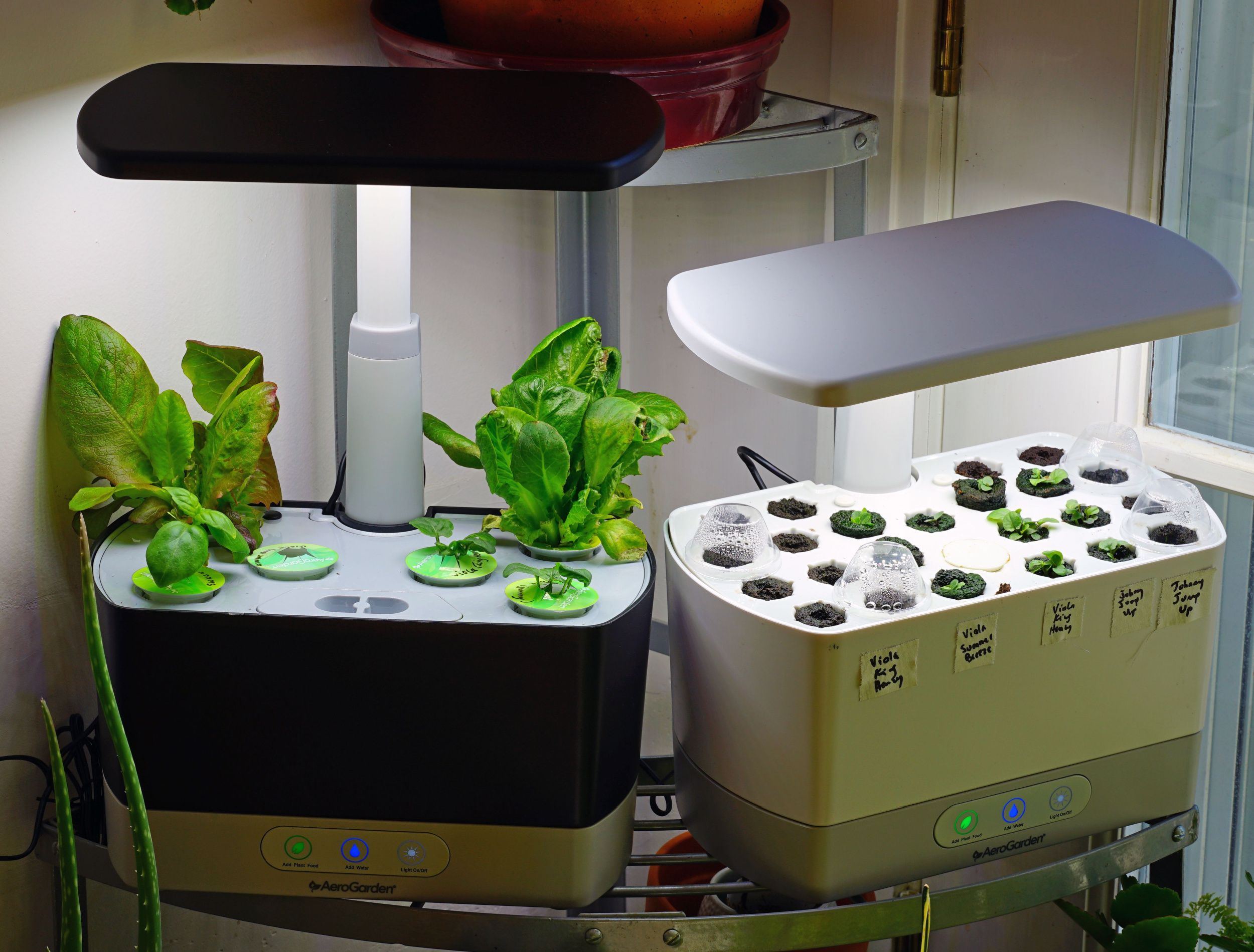 Plant These 4 Plants in Your AeroGarden