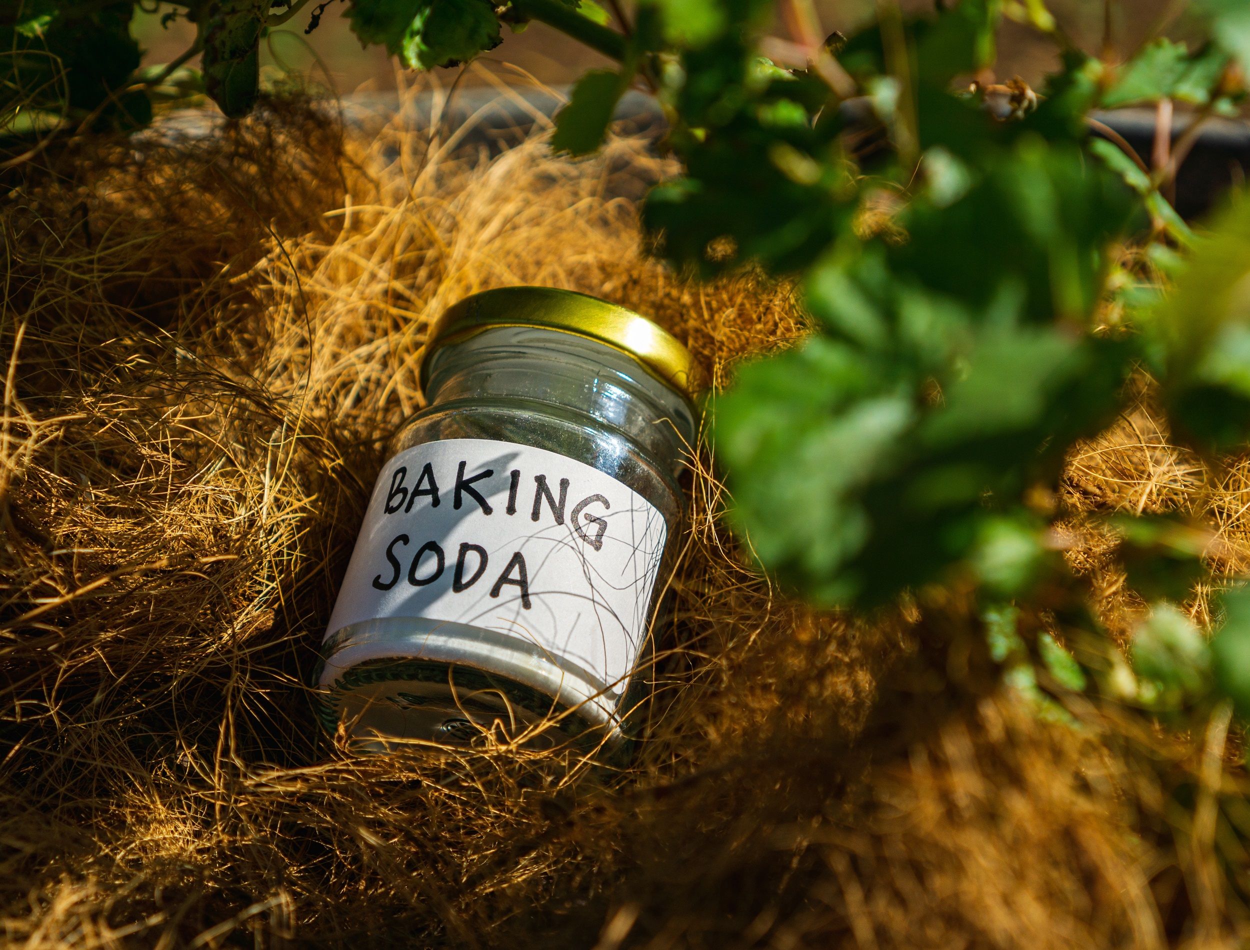 Baking Soda – Your Garden’s Secret Superpower Against Pests