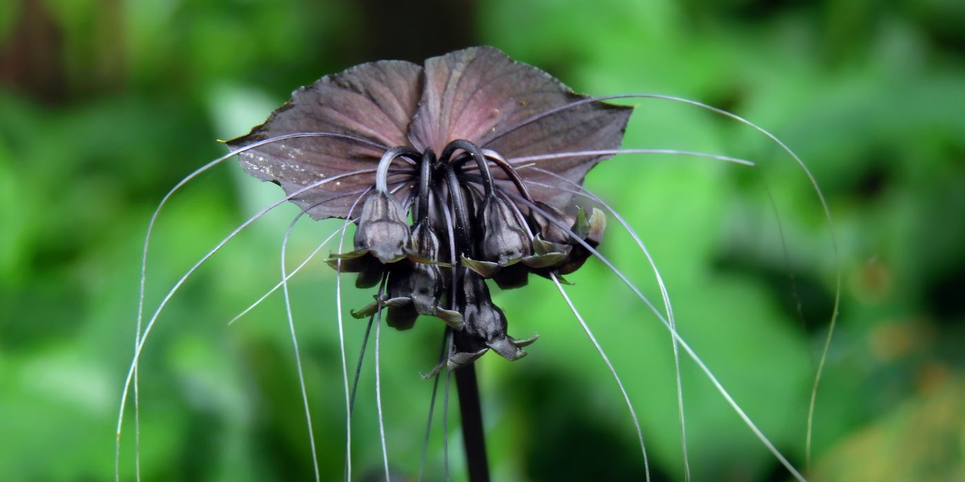 The Joker and Harley Quinn Make Comic Book Vilians Come Alive