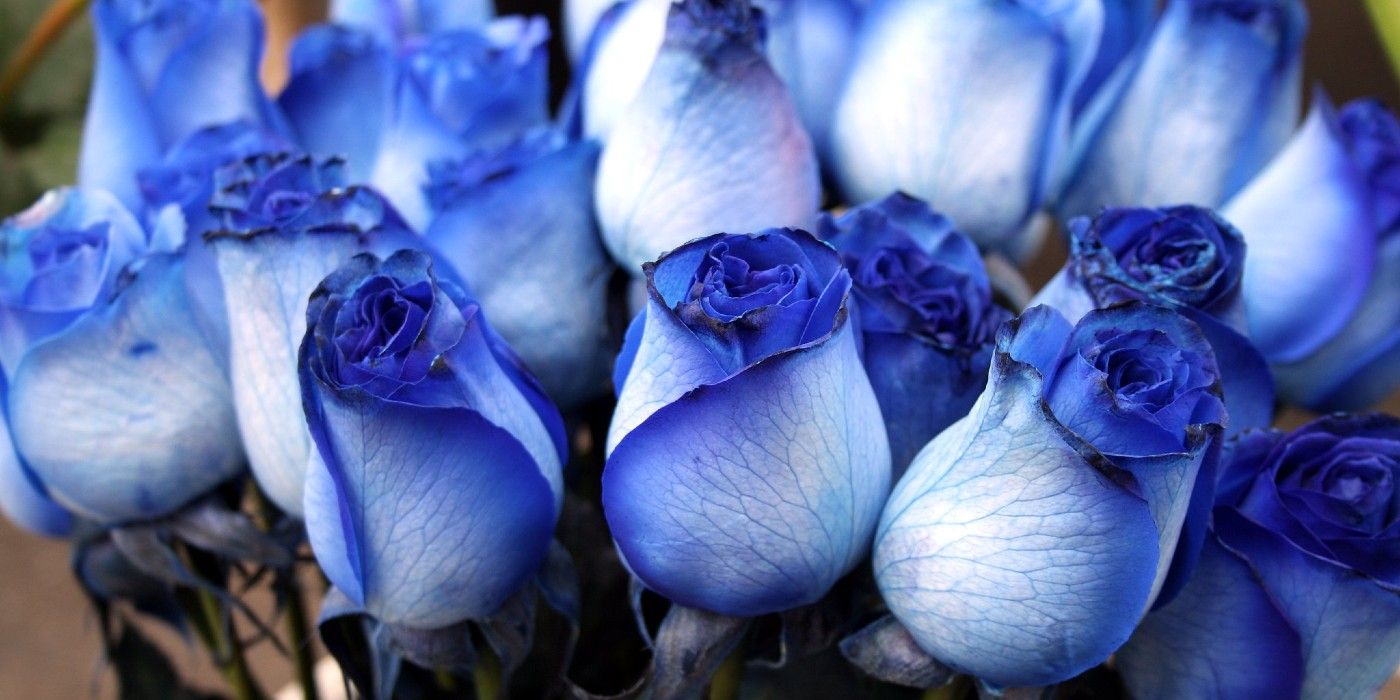 What Do The Different Colors of Roses Mean?