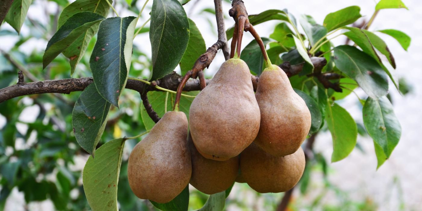 Which Pear Tree Belongs in Your Yard?