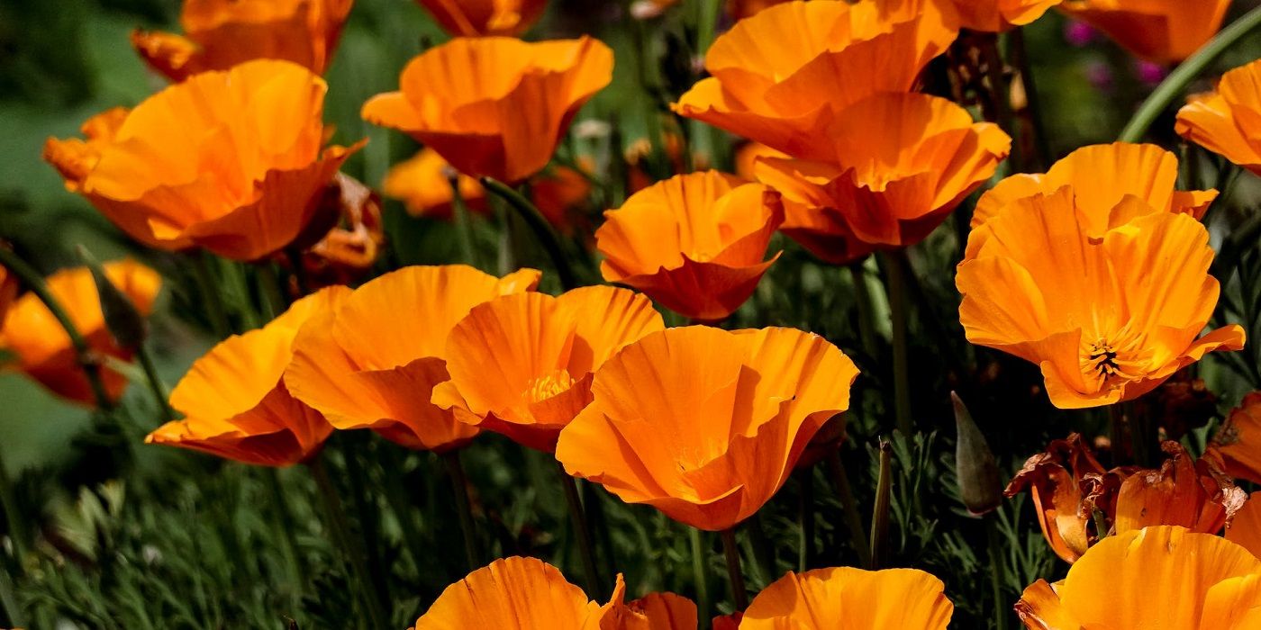 California poppies in bloom outside