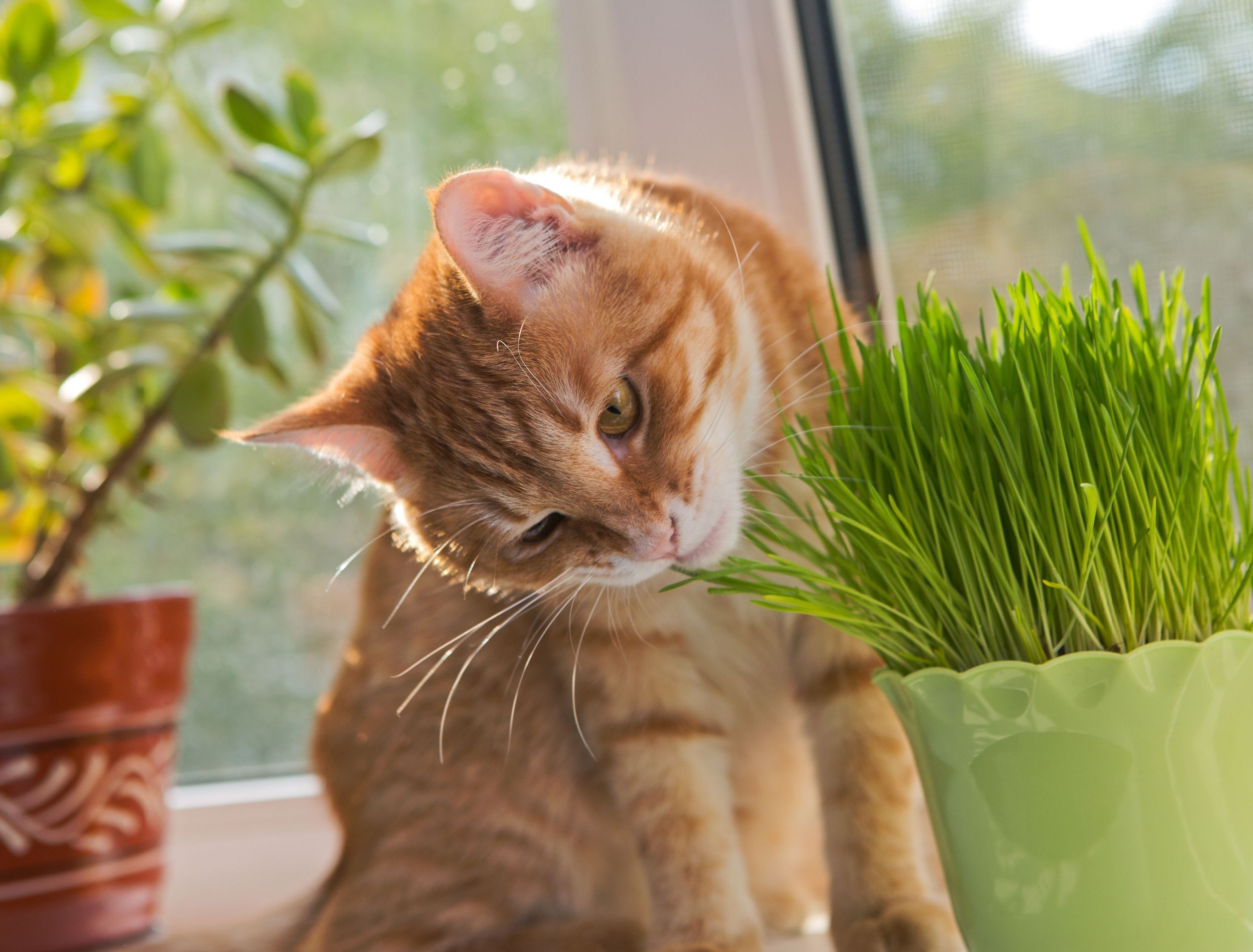 Learn How To Grow Cat Grass In 4 Steps learn-how-to-grow-cat-grass-in-4-steps