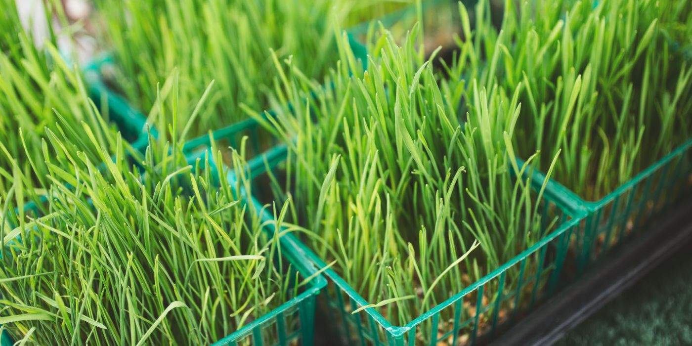 Learn How To Grow Cat Grass In 4 Steps learn-how-to-grow-cat-grass-in-4-steps