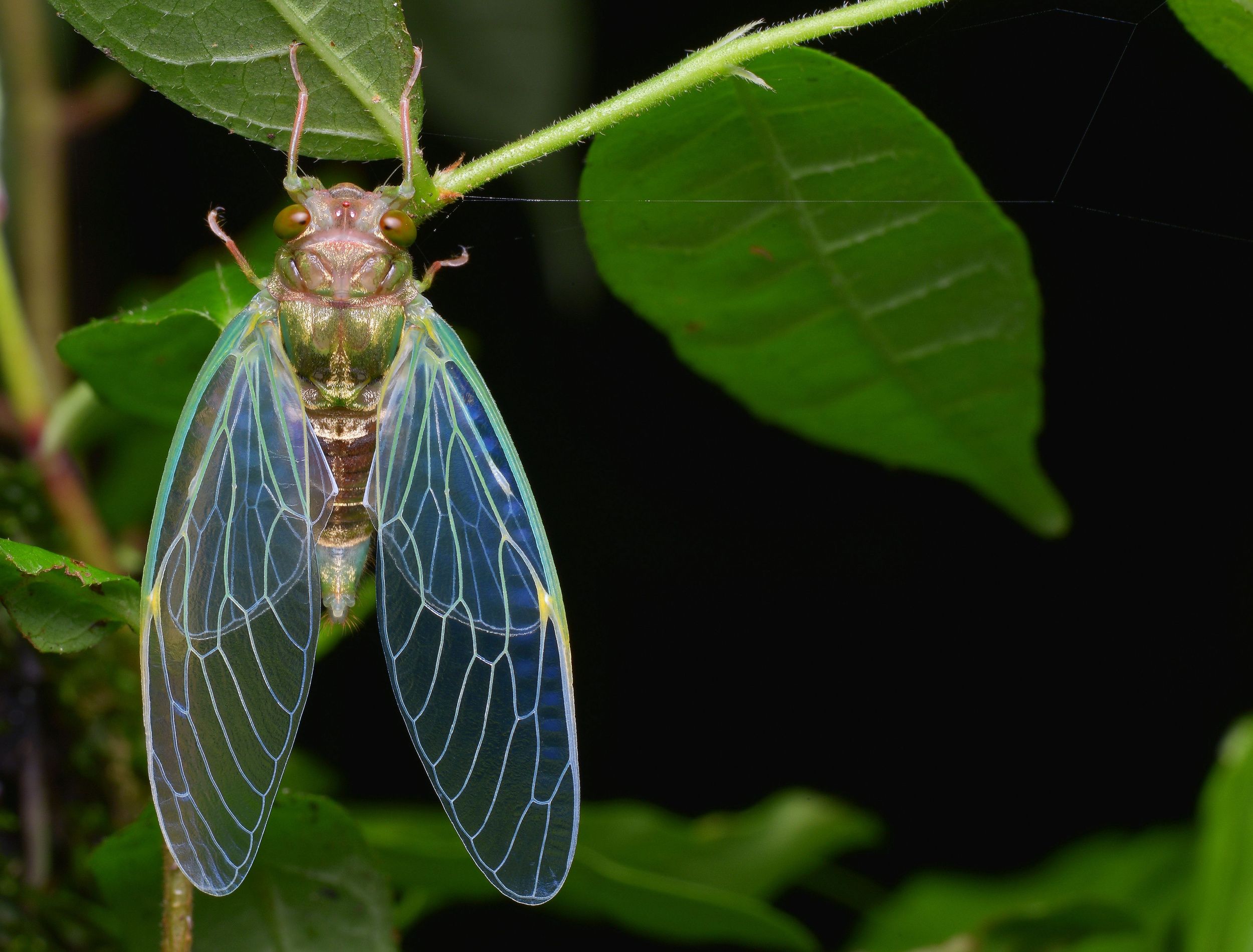 How to Protect Your Plants From Swarms of Cicadas