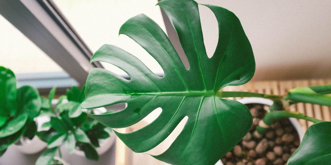 How to Clean Your Monstera Plant Foliage