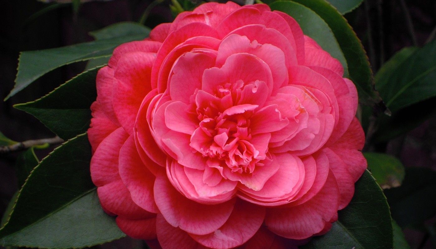 6 Plants That Are Going Extinct and Why