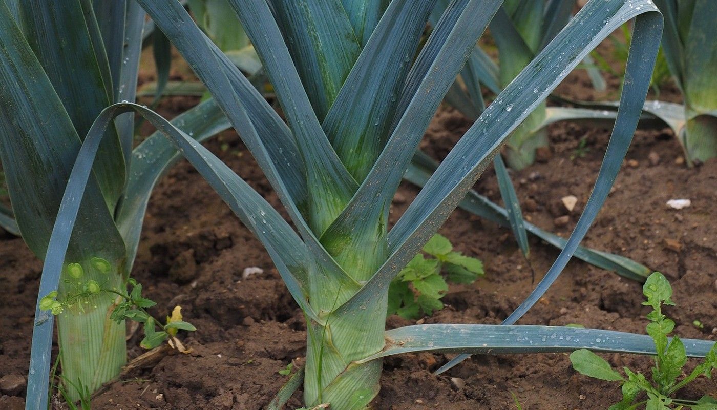 A Complete Guide To Growing Leeks In The Garden