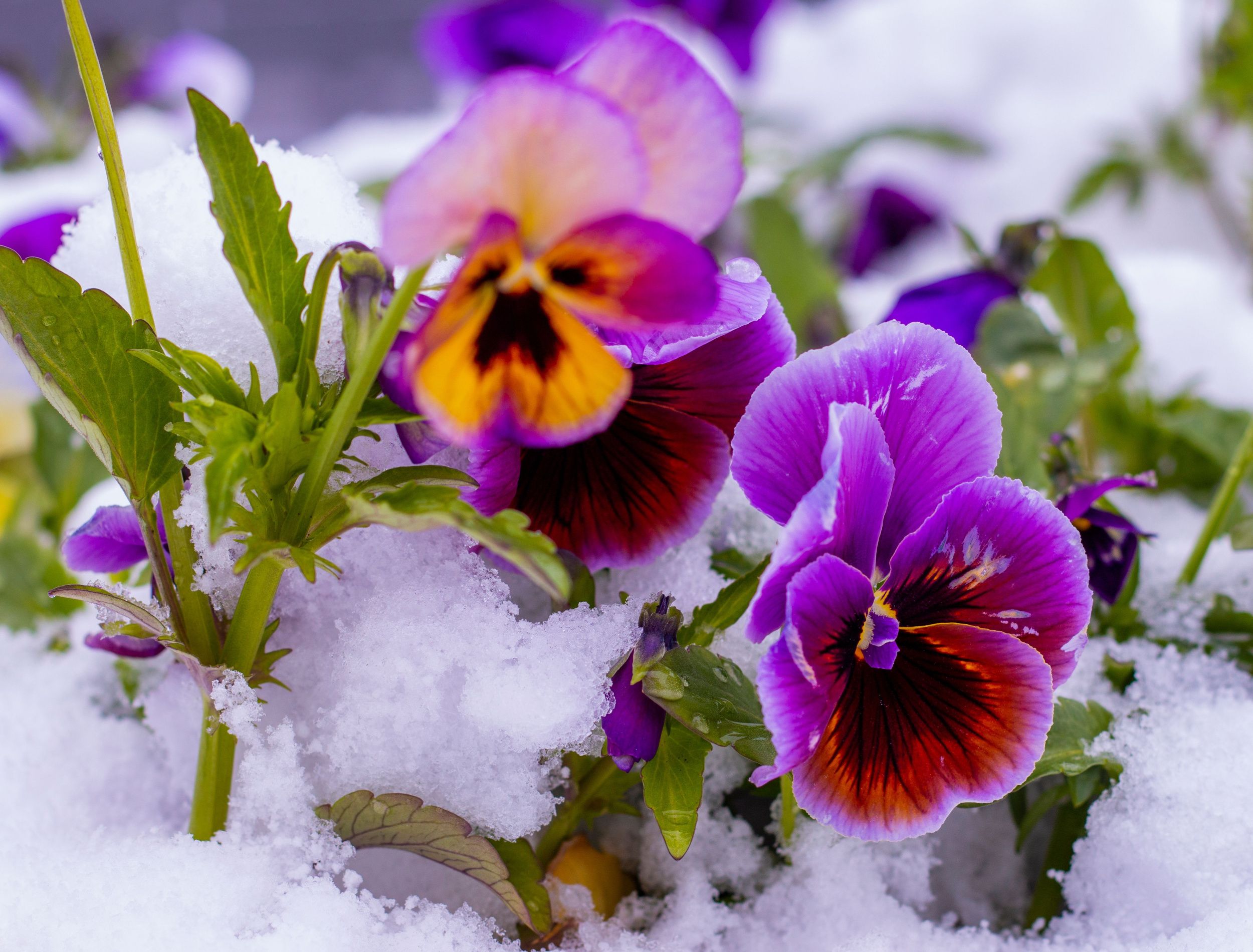 Which Flowers Don't Die in Winter?