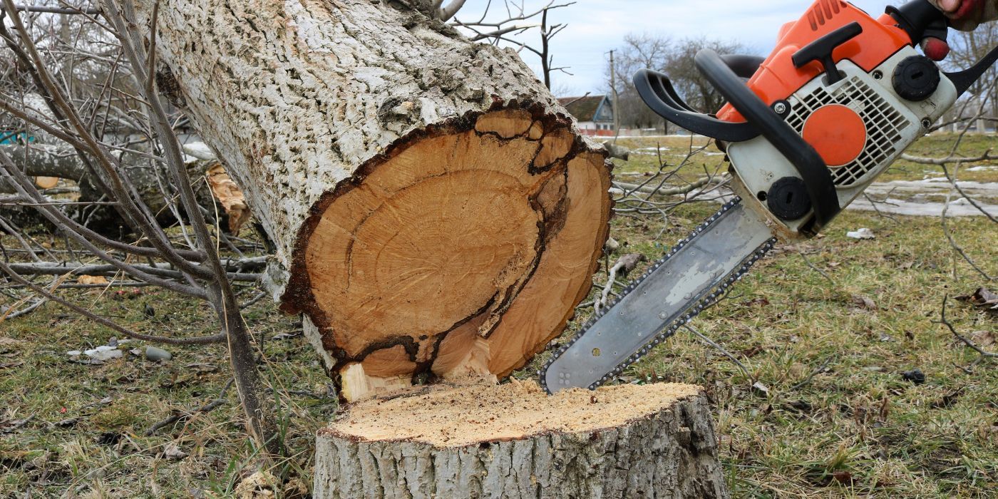 Benefits of Removing Trees on Your Property Over Winter