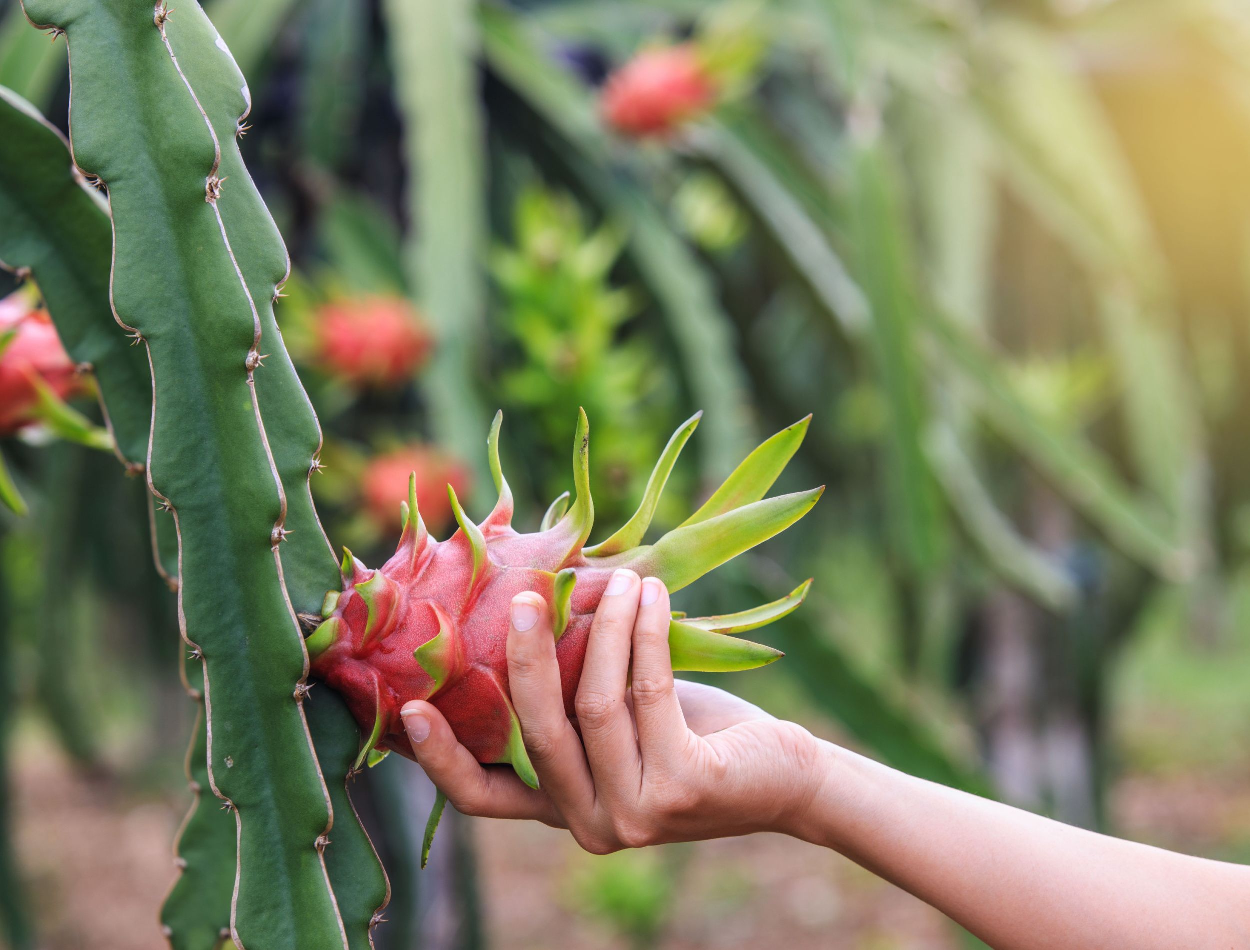 How To Grow The Dragon Fruit Cactus