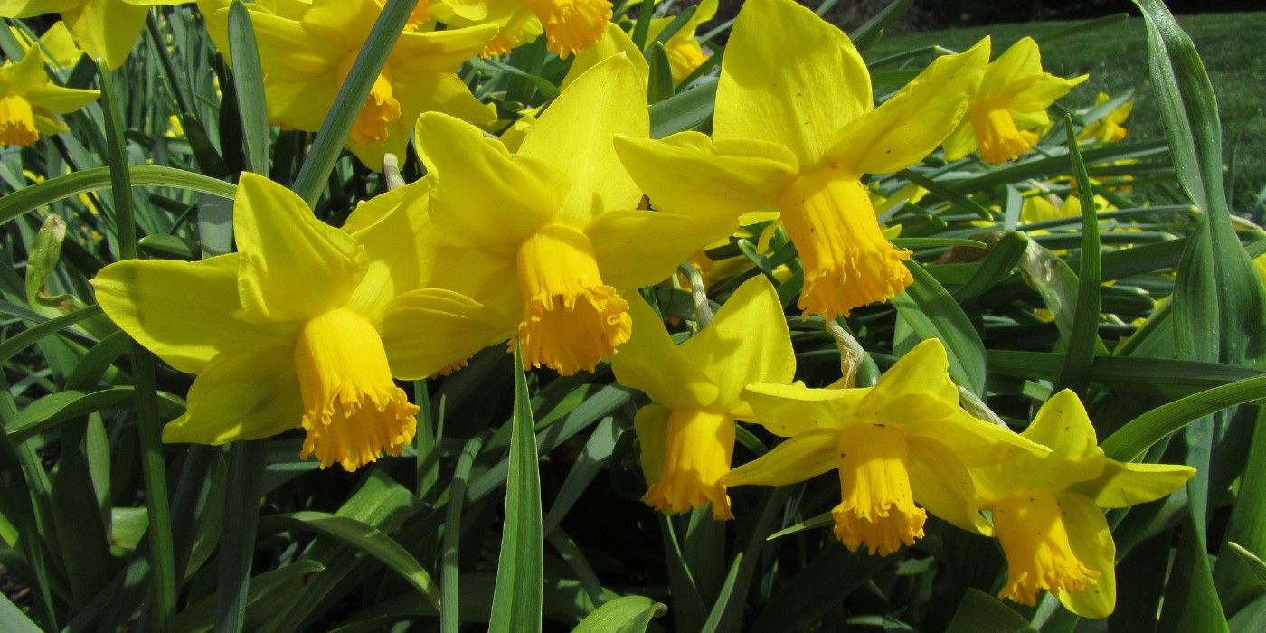 Daffodils Are a Cold Weather Delight in Winter