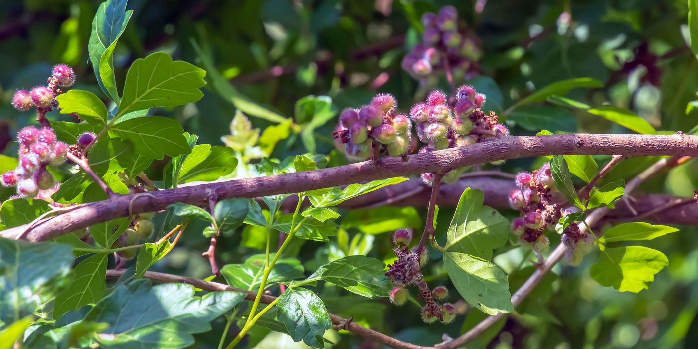Discover the Diversity 8 Sumac Tree Varieties for Your Landscape