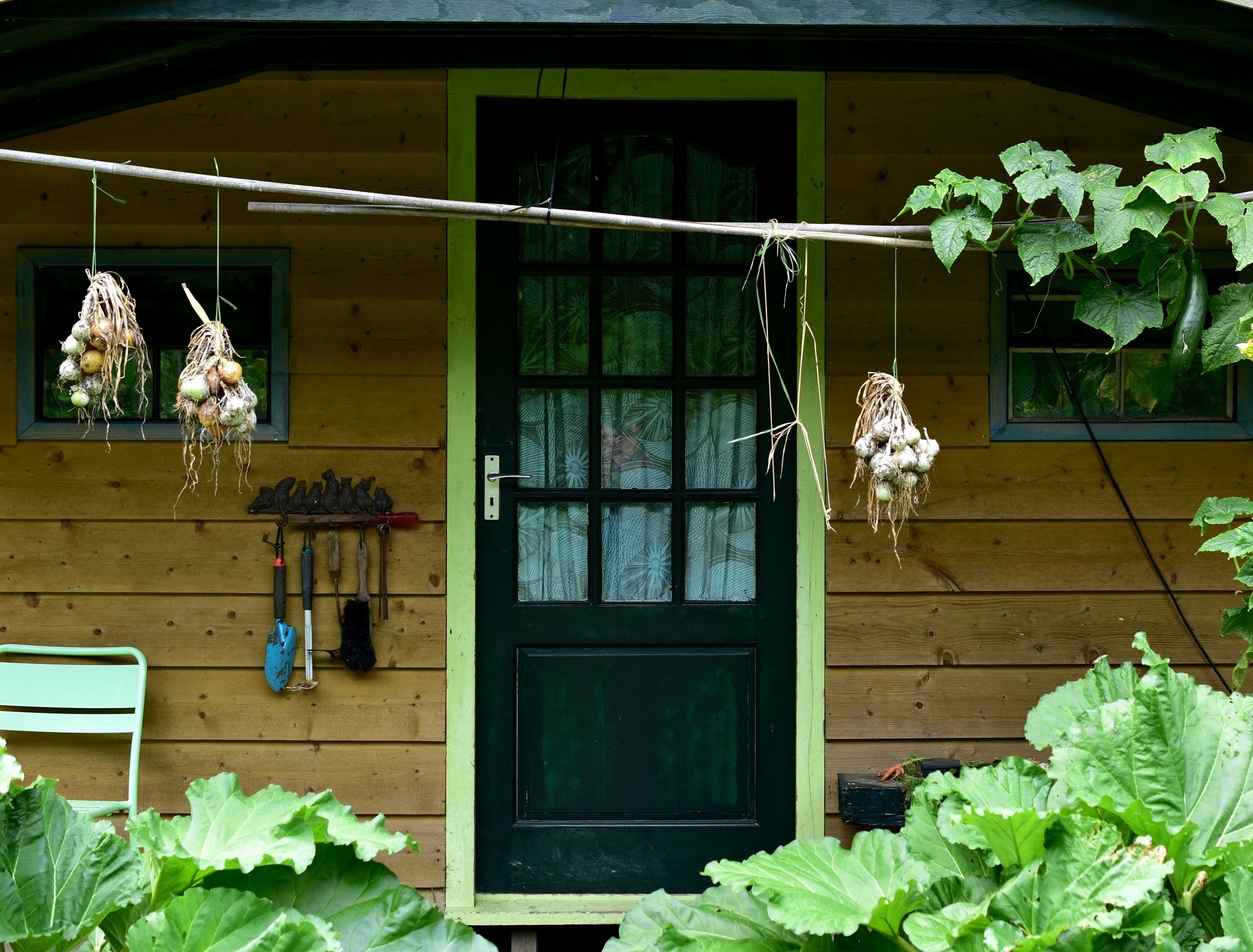 Garlic hanging outside of home with green vines growing all around