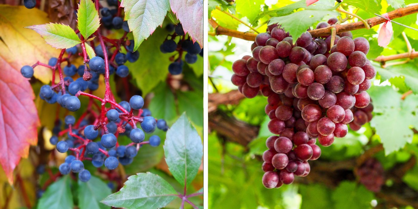 6 Fruits and Vegetables That Look Nothing Like They Once Did