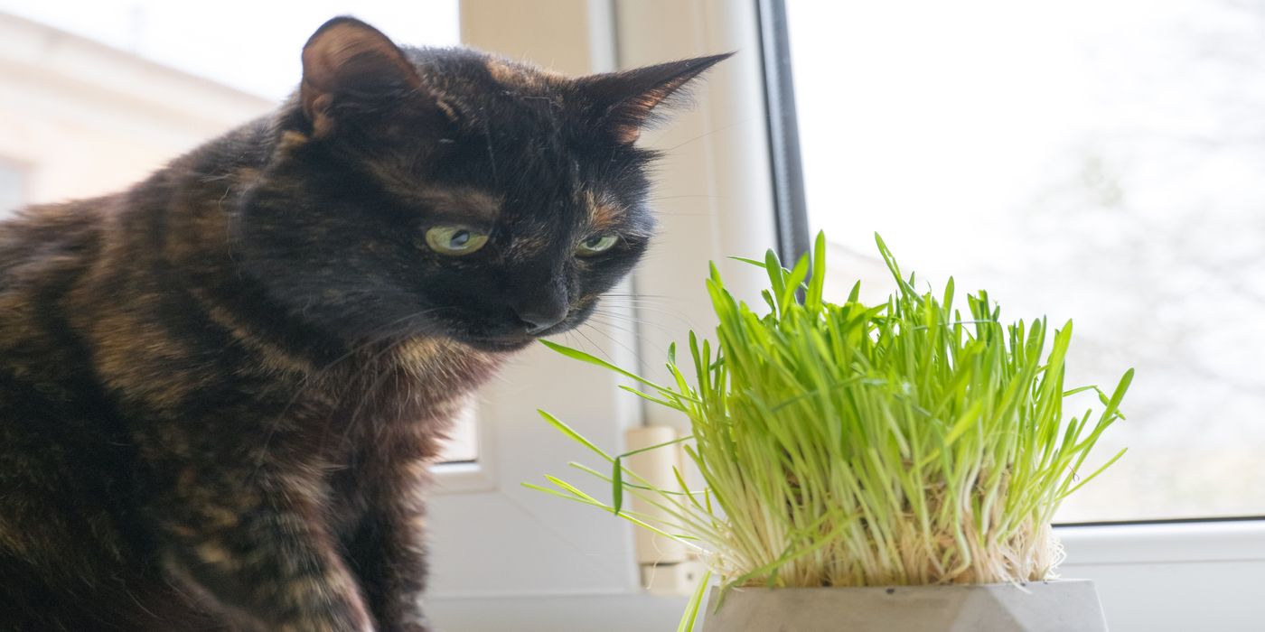 Learn How to Grow Cat Grass in 4 Steps