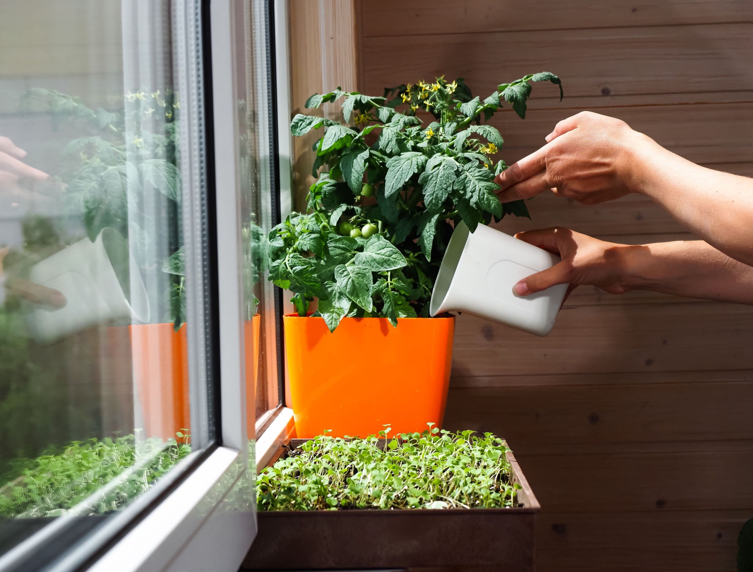 How to Grow Micro Tomatoes Like a Pro