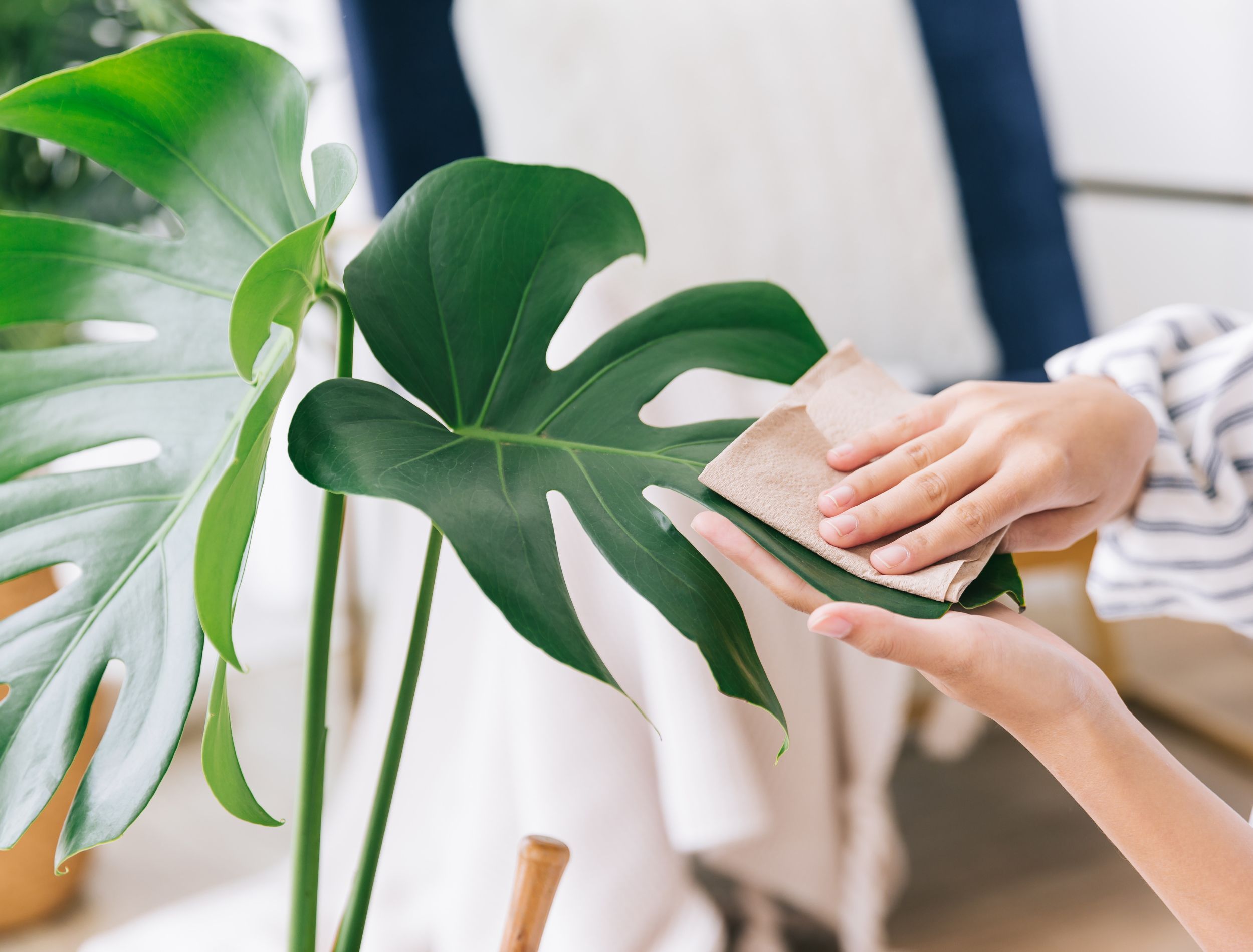 How to Clean Your Monstera Plant Foliage