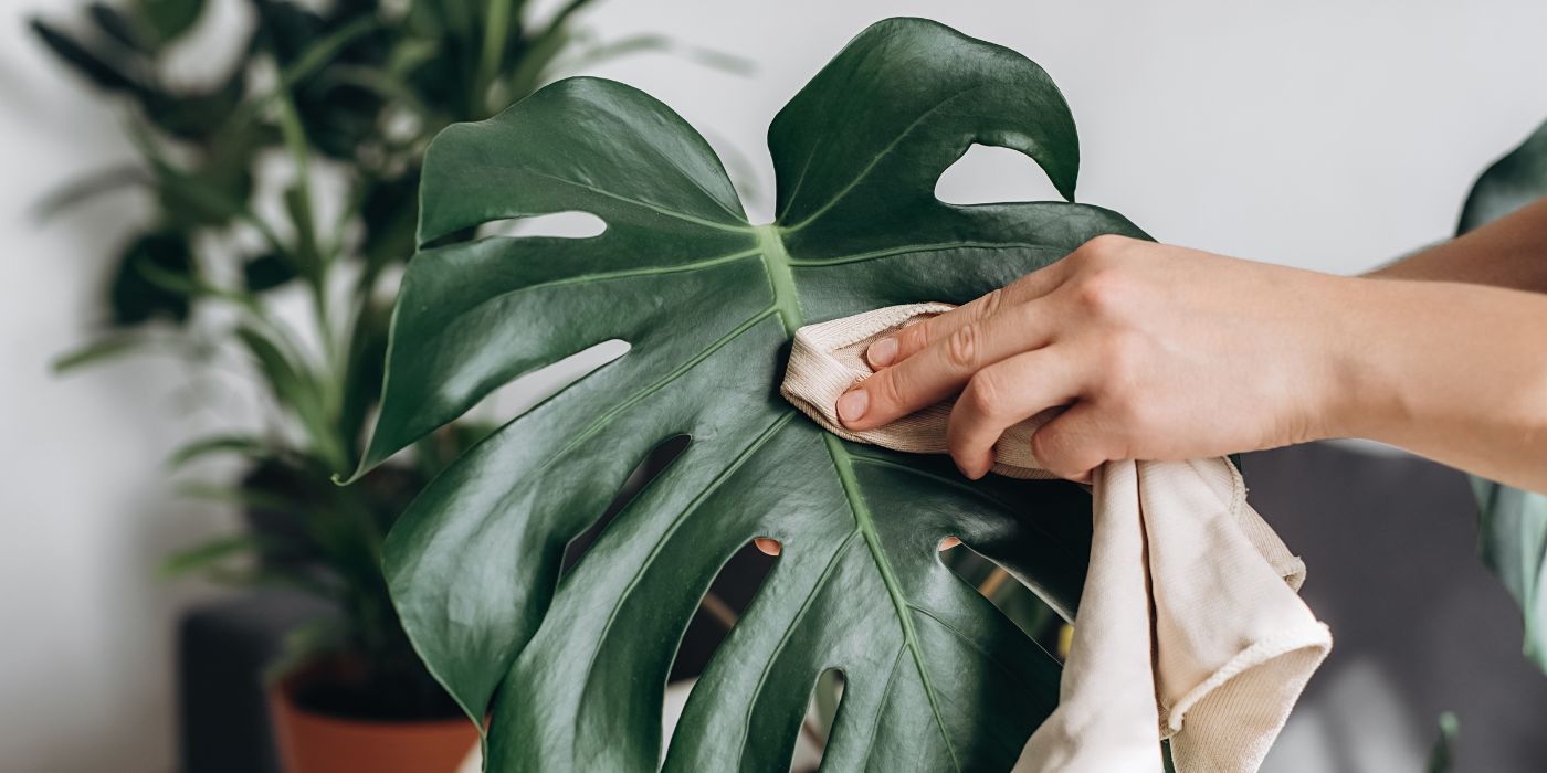 How to Clean Your Monstera Plant Foliage