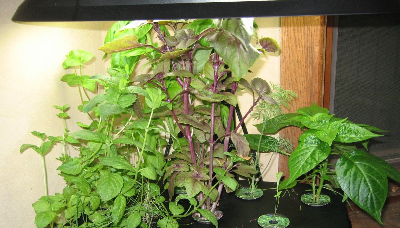 Plant These 4 Plants in Your AeroGarden
