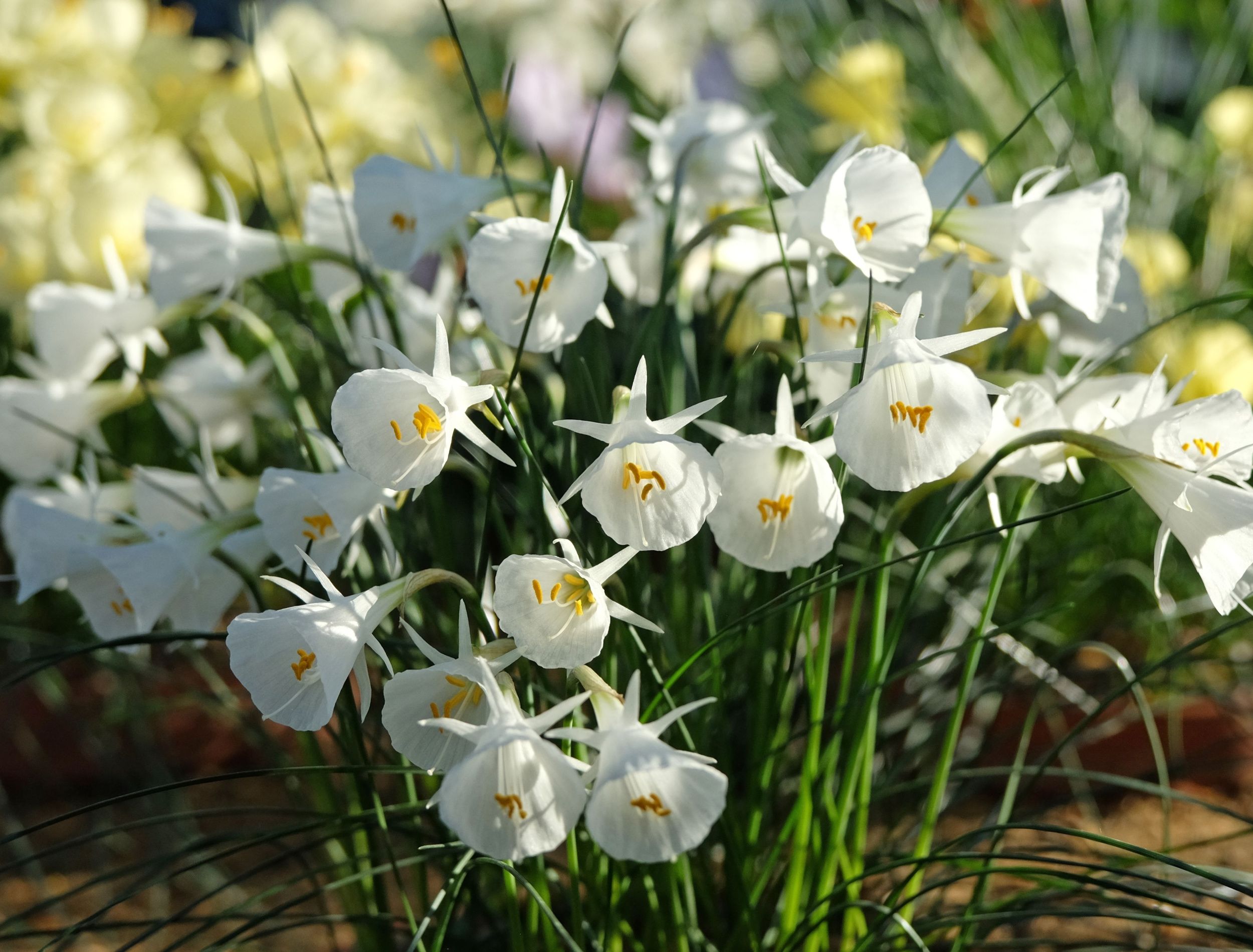 Daffodils Are a Cold Weather Delight in Winter