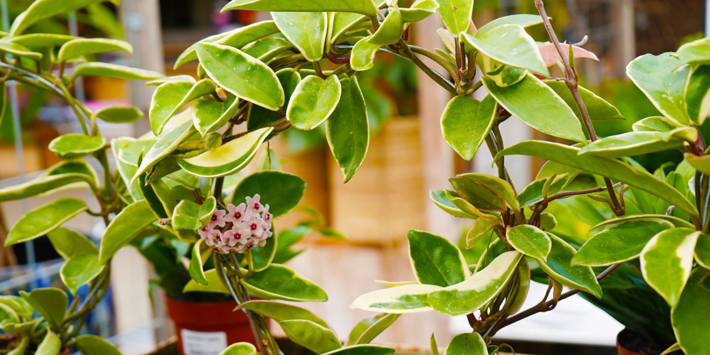 From Bonsai Bonanzas to Orchid Opulence Explore the Most Expensive