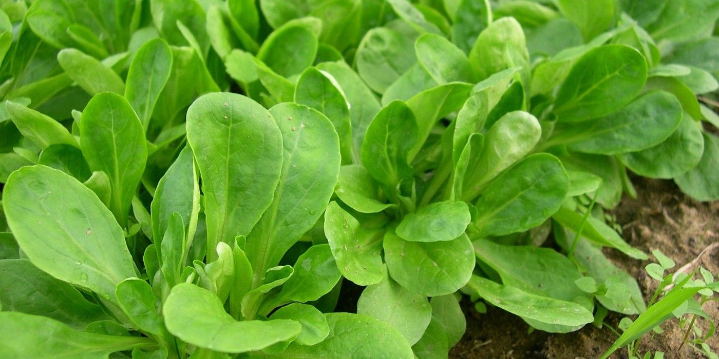 Growing Leafy Greens in the Winter