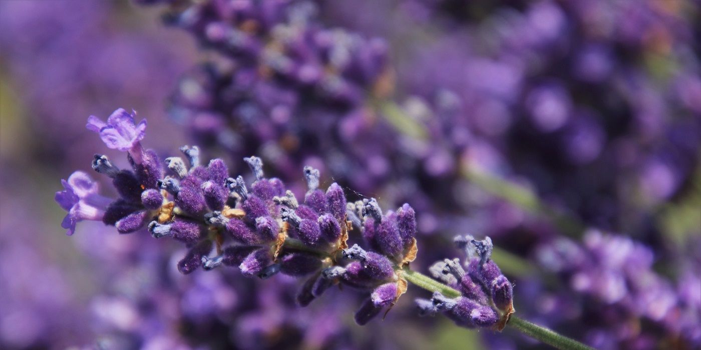lavender plant in bloom close up