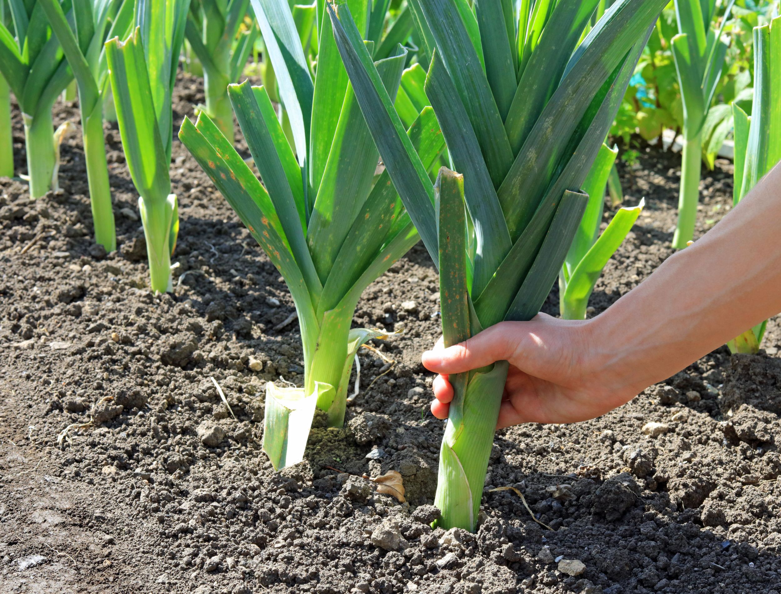 Tasting raw leek for the first time—winter vegetable, easy to grow, cr