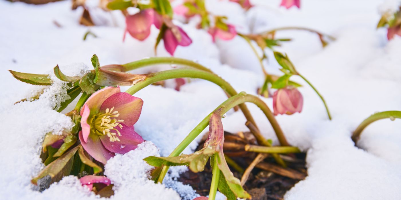 Which Flowers Don't Die in Winter?