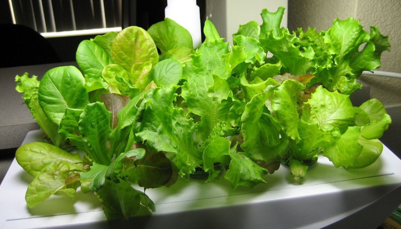 Plant These 4 Plants in Your AeroGarden